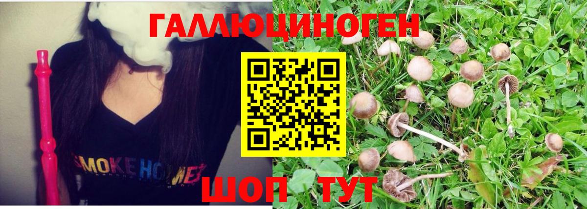Галлюциногенные грибы Psilocybe Корсаков